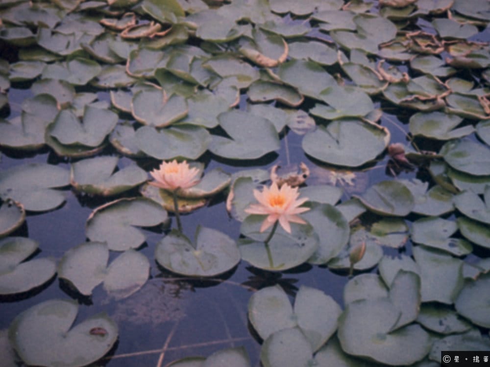 Lomography LomoChrome Classicolor 110 ISO 200｜成都麓湖CPI｜National Pocket Camera C-T1拍攝